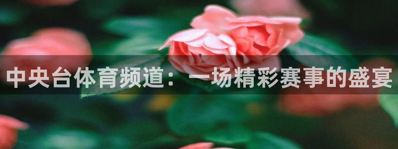 河豚视频：中央台体育频道：一场精彩赛事的盛宴